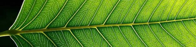 Feuille