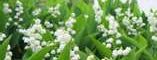 Muguet