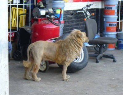 Lion