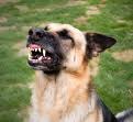 Chien
